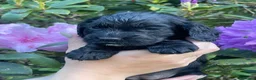 Cocker Spaniel dogs for sale: KC Reg Beautiful Working Cocker puppies DNA tested - Advert 2