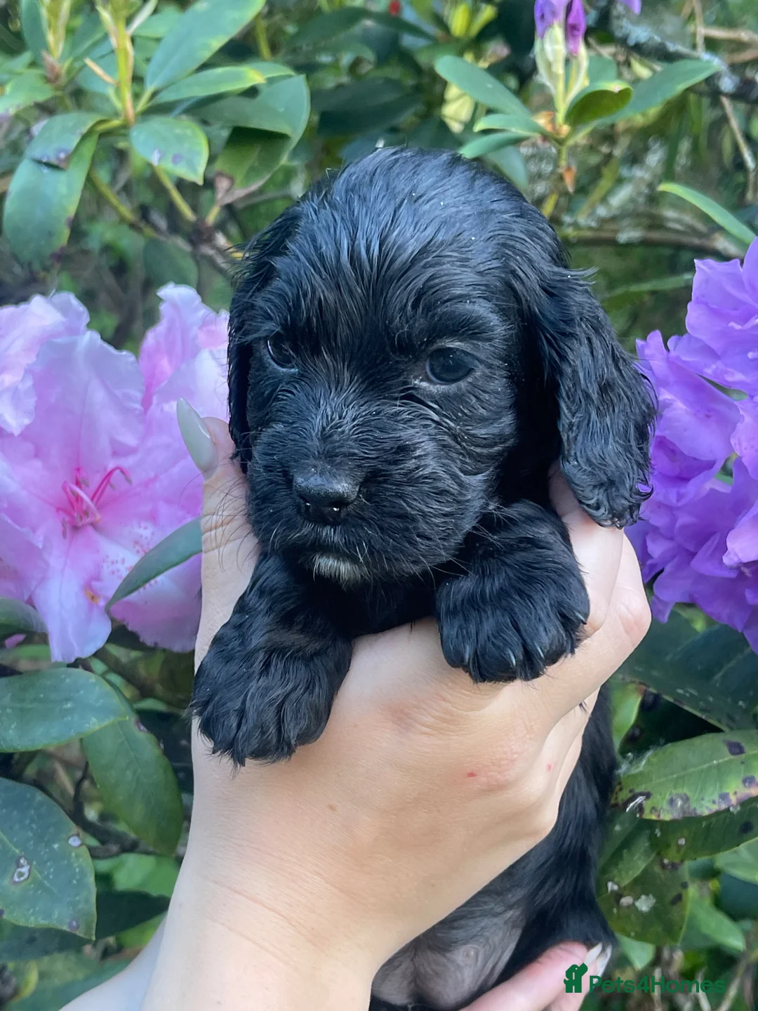 Cocker Spaniel dogs for sale: KC Reg Beautiful Working Cocker puppies DNA tested - Advert 2