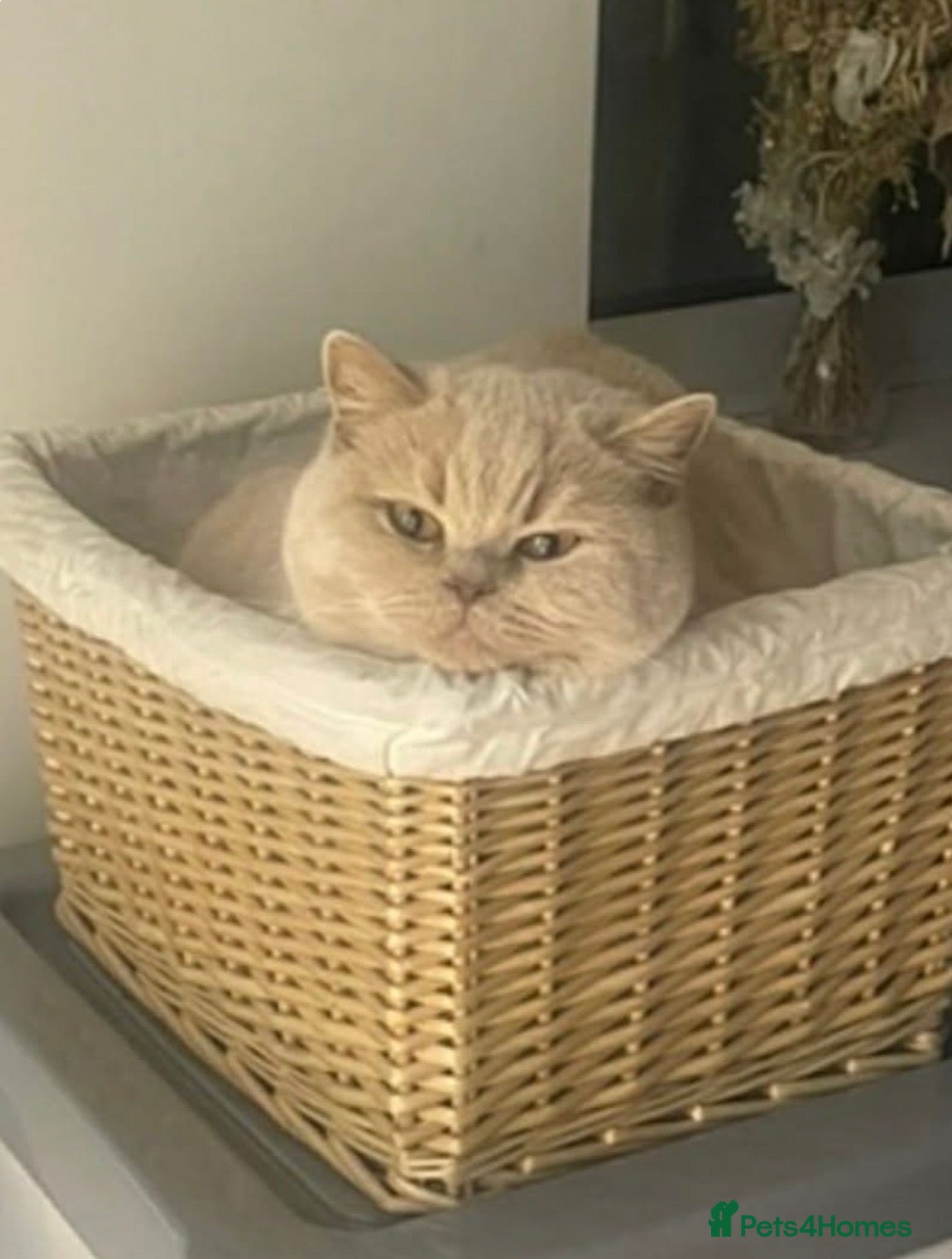 British Shorthair cats British shorthair kittens for sale - Advert 1