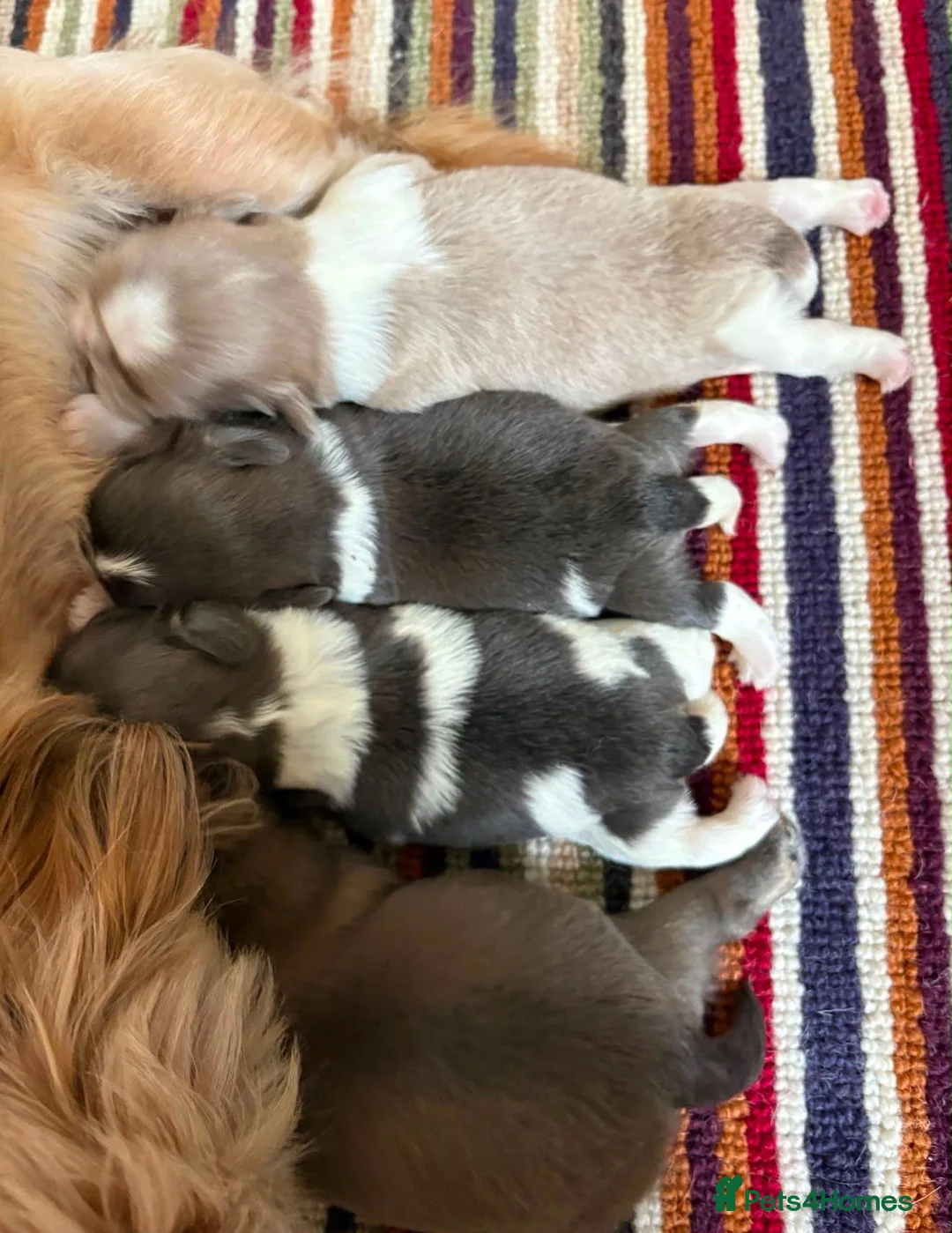 Shih Tzu dogs for sale: Last KC Blue Boy Available  - Advert 6