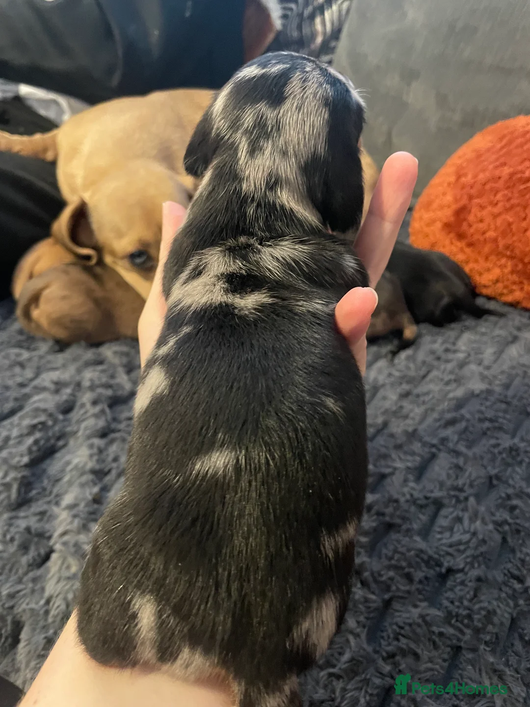Miniature Dachshund dogs for sale: 4 female miniature dachshunds. - Advert 16