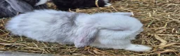 Mini Lop rabbits for sale: 5 Female mini lops  - Advert 2