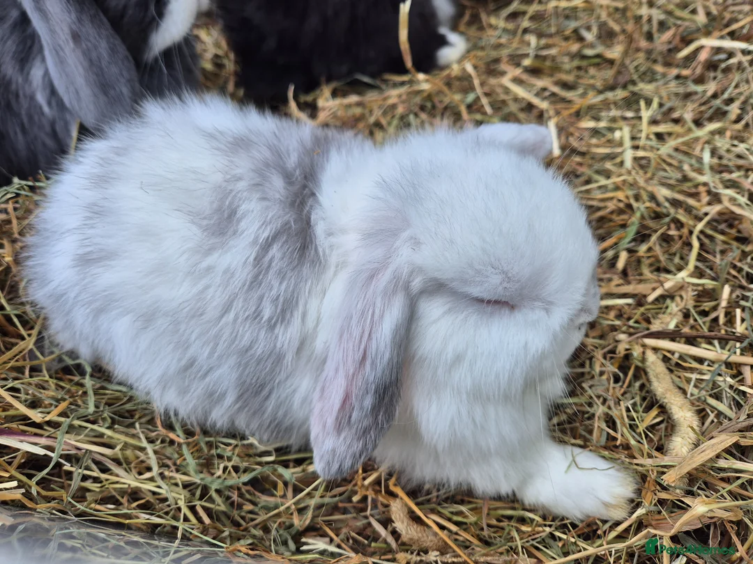 Mini Lop rabbits for sale: 5 Female mini lops  - Advert 2