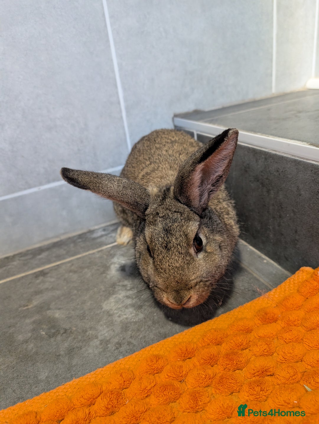 Mixed Breed rabbits for sale: Male rabbit  - Advert 3