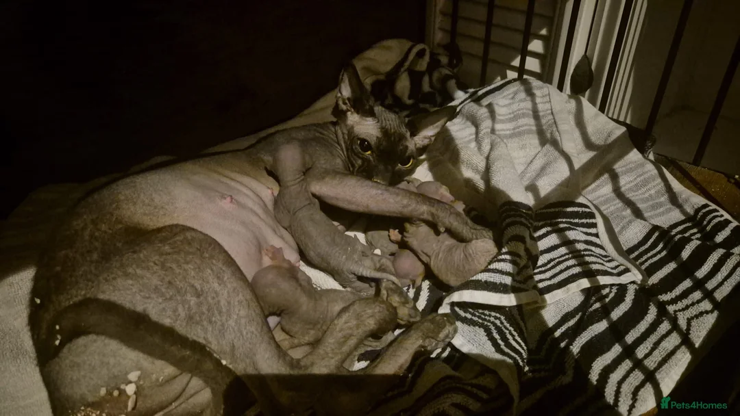 Sphynx cats for sale: Multicoloured Sphynx Kittens - Advert 2