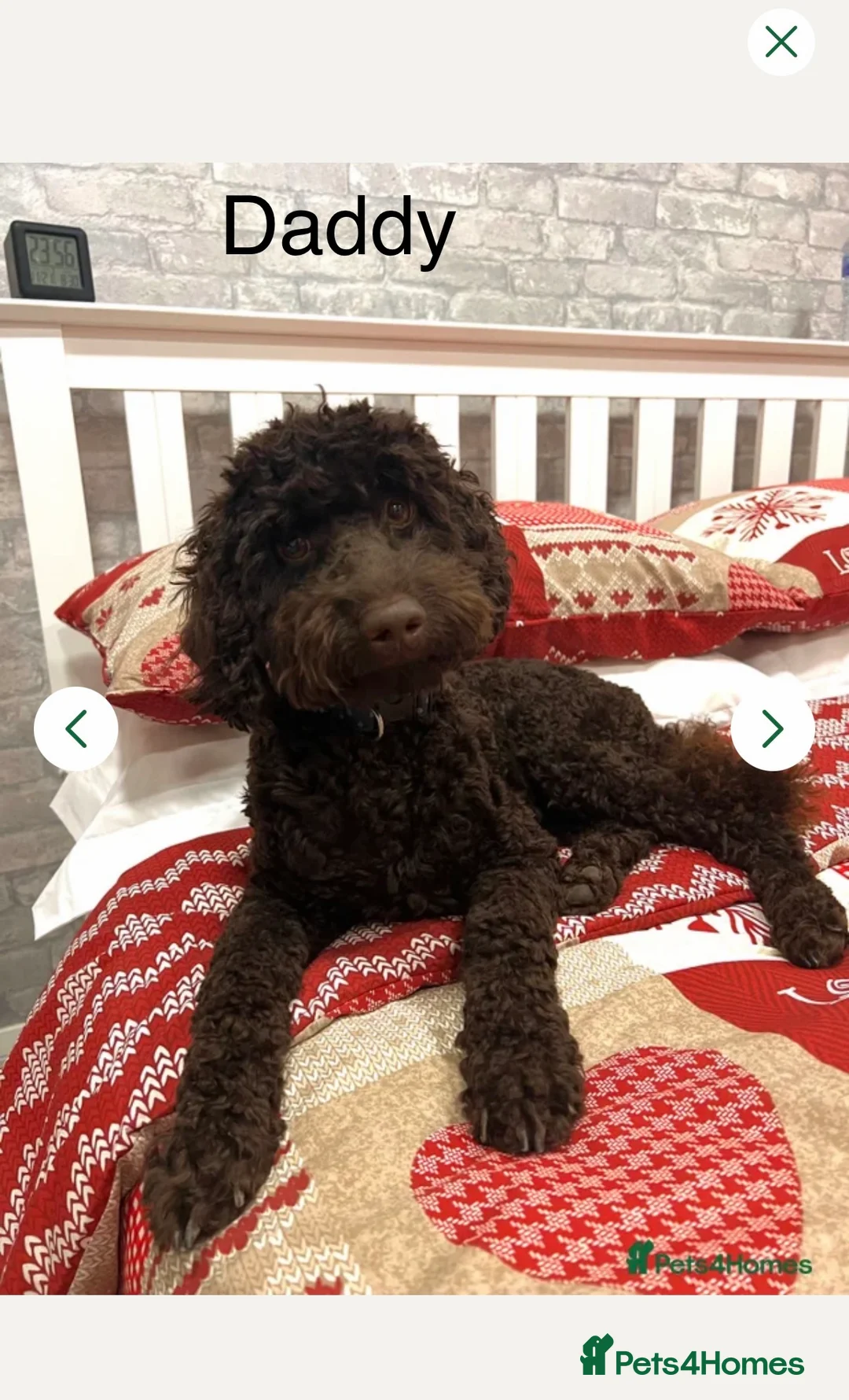 Cockapoo dogs for sale: Cockapoo experience from birth to home 12.5.26 🥰 in Ilkeston - Advert 2