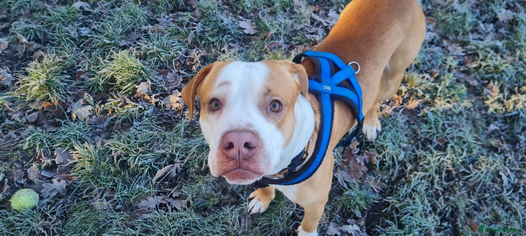 Staffordshire Bull Terrier dogs for adoption: Reeves - Advert 2