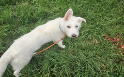 Mixed Breed dogs for adoption:  ARIEL with the bunny rabbit ears  - Image 3