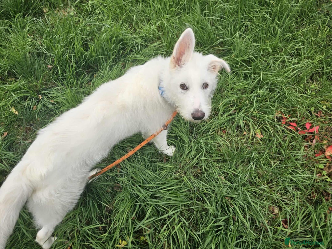Mixed Breed dogs for adoption:  ARIEL with the bunny rabbit ears  - Image 3