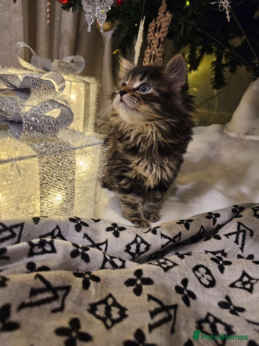 Siberian cats for sale: Beautiful Siberian Kitten – Baby Boy ✨ - Advert 2