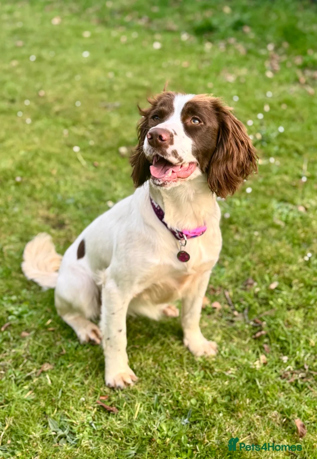 Sprocker dogs for sale: Beautiful Sprocker Spaniel - Advert 1