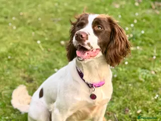 Sprocker dogs Beautiful Sprocker Spaniel - Advert 2