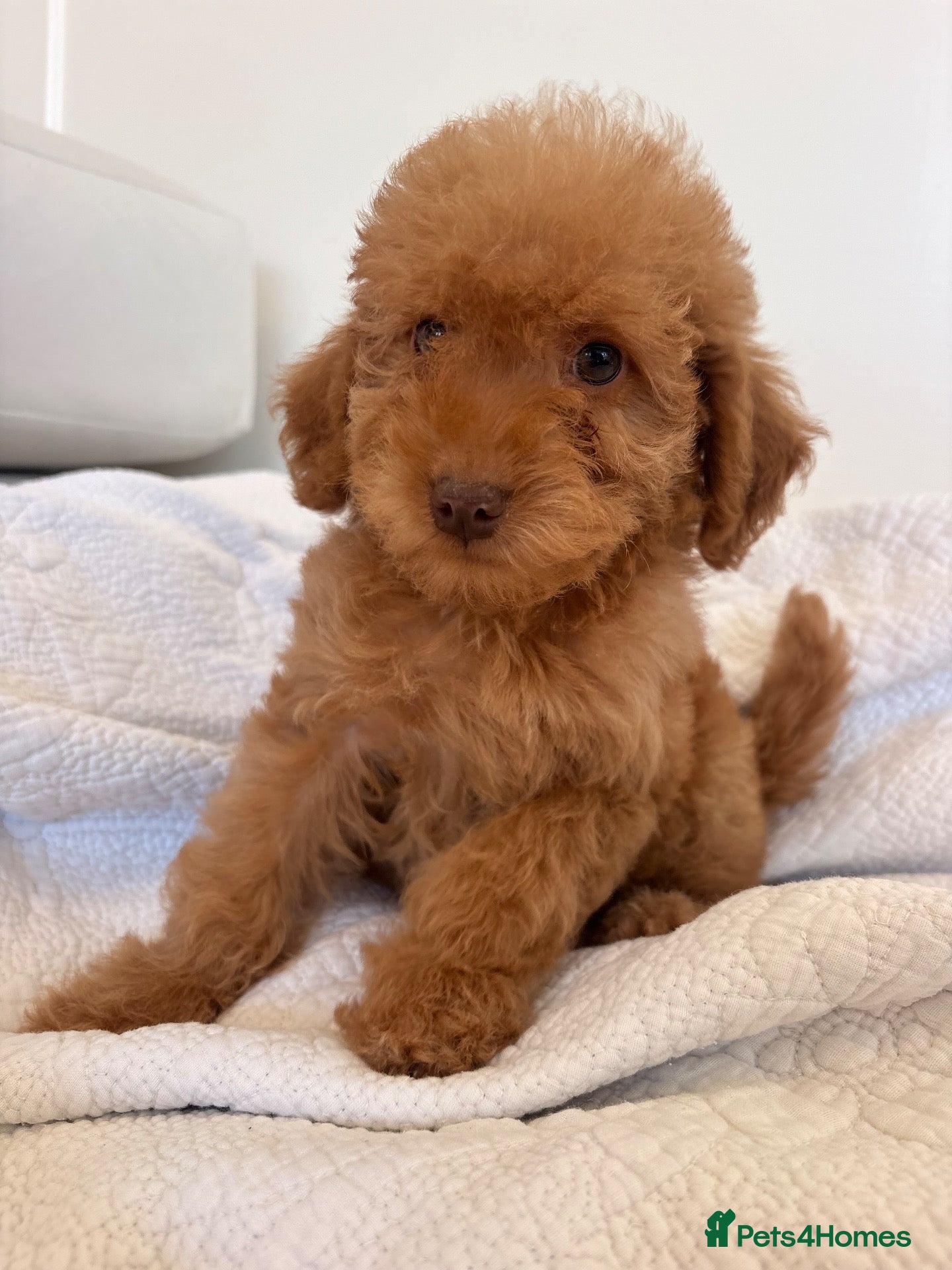 Labradoodle dogs LICENSED BREEDER HEALTH TESTED MINI LABRADOODLES - Advert 2