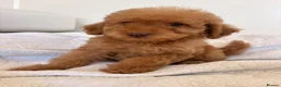 Labradoodle dogs for sale: LICENSED BREEDER HEALTH TESTED MINI LABRADOODLES - Advert 20