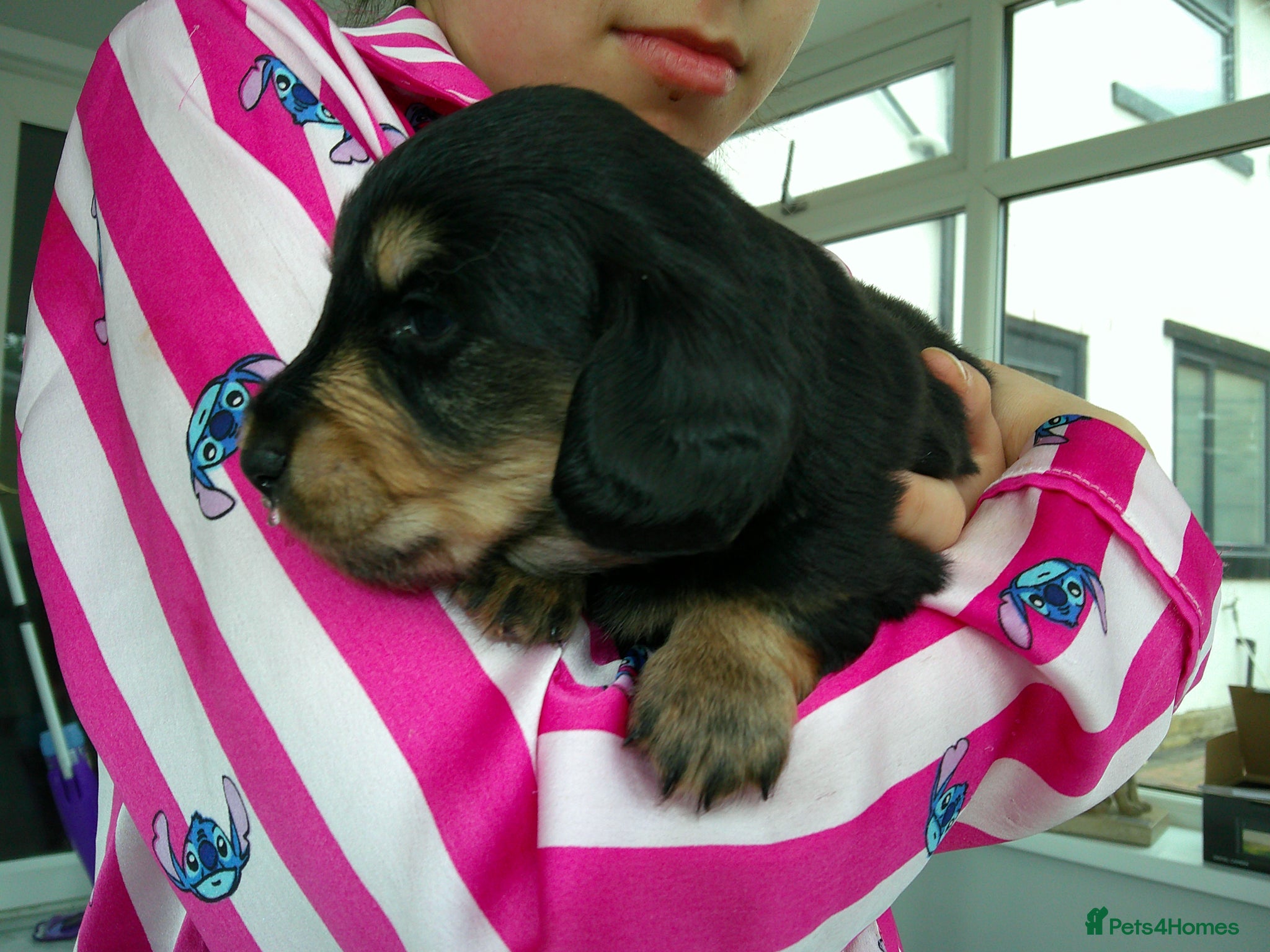 Miniature Dachshund dogs Stunning litter of Lh mini dachshunds  - Advert 2