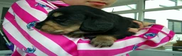 Miniature Dachshund dogs for sale: Stunning litter of Lh mini dachshunds  - Advert 2