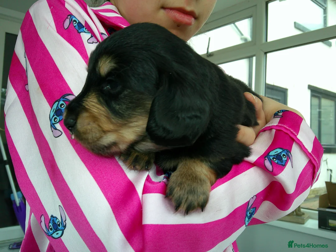 Miniature Dachshund dogs for sale: Stunning litter of Lh mini dachshunds  - Advert 2