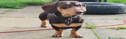 Miniature Dachshund dogs for sale: KC Reg Mini Dachshund Puppies Chocolate Dapple  - Advert 14