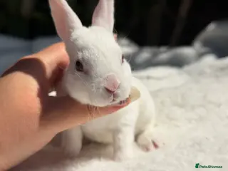 Rex rabbits stunning bew mini rex for reserve - Advert 5