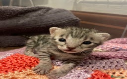 Bengal cats for sale: TICA registered Bengal girls. - Image 2