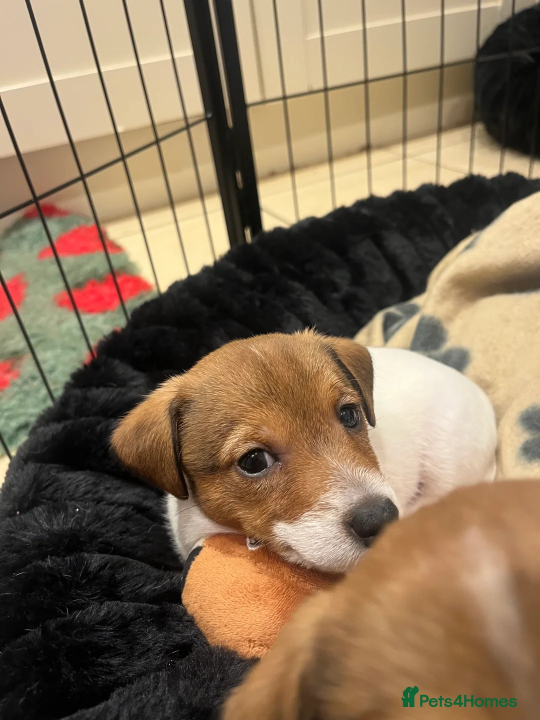 Jack Russell dogs for sale: Jack Russell - Advert 12