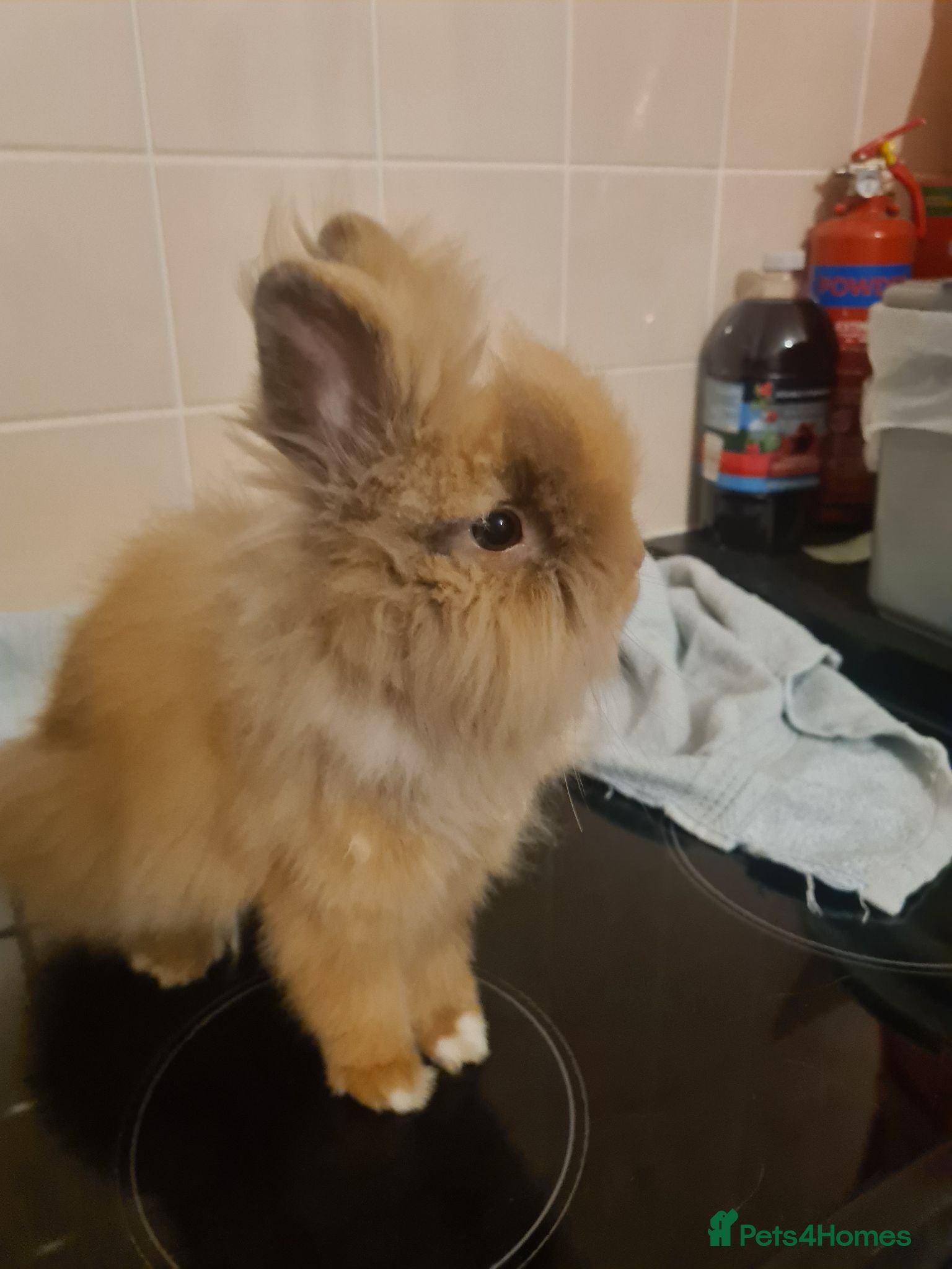 Lionhead rabbits Rabbit, hutch and rain cover  - Advert 1
