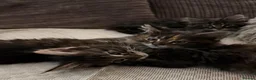 Maine Coon cats for sale: Pure breed Maine coon kittens for sale - Advert 7