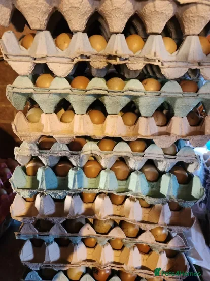 Pheasants poultry Fertile Pheasant Eggs - Advert 1