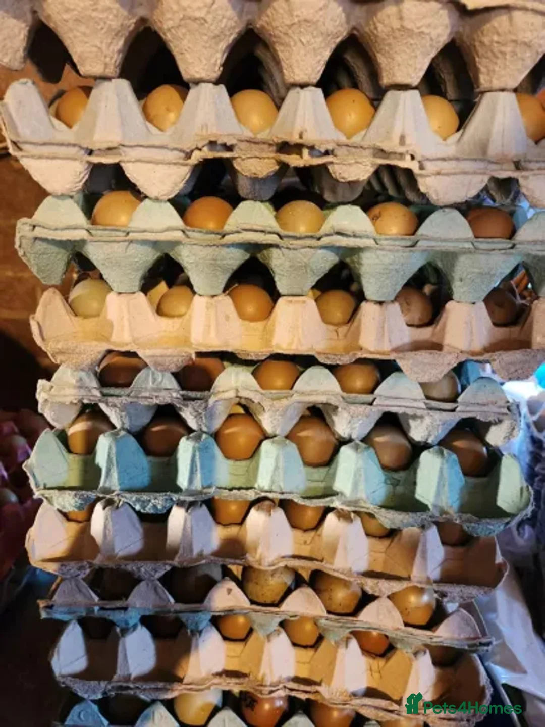 Pheasants poultry for sale: Fertile Pheasant Eggs in Leamington Spa - Advert 1