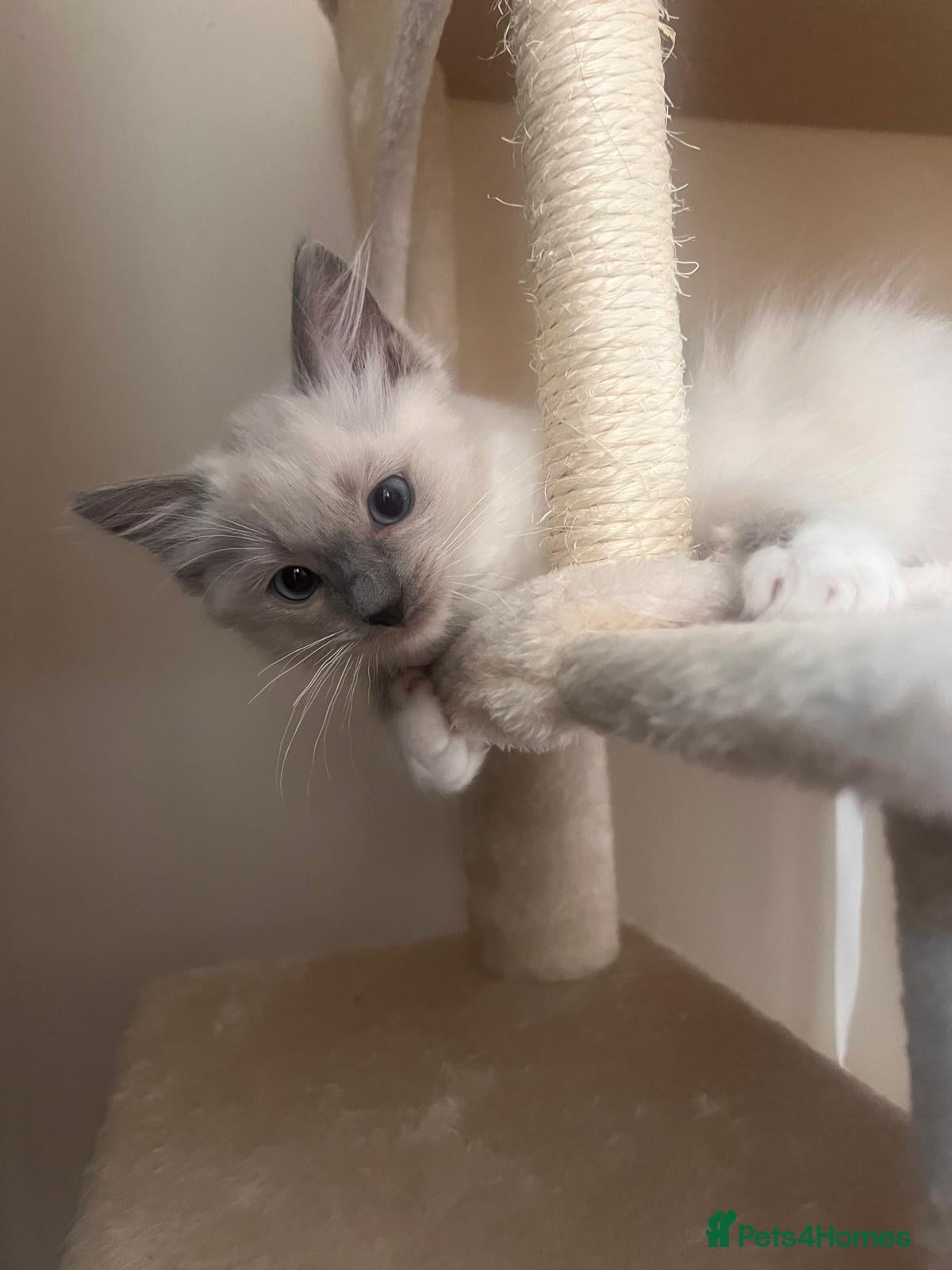Ragdoll cats Beautiful Blue Mitted female for sale  - Advert 1