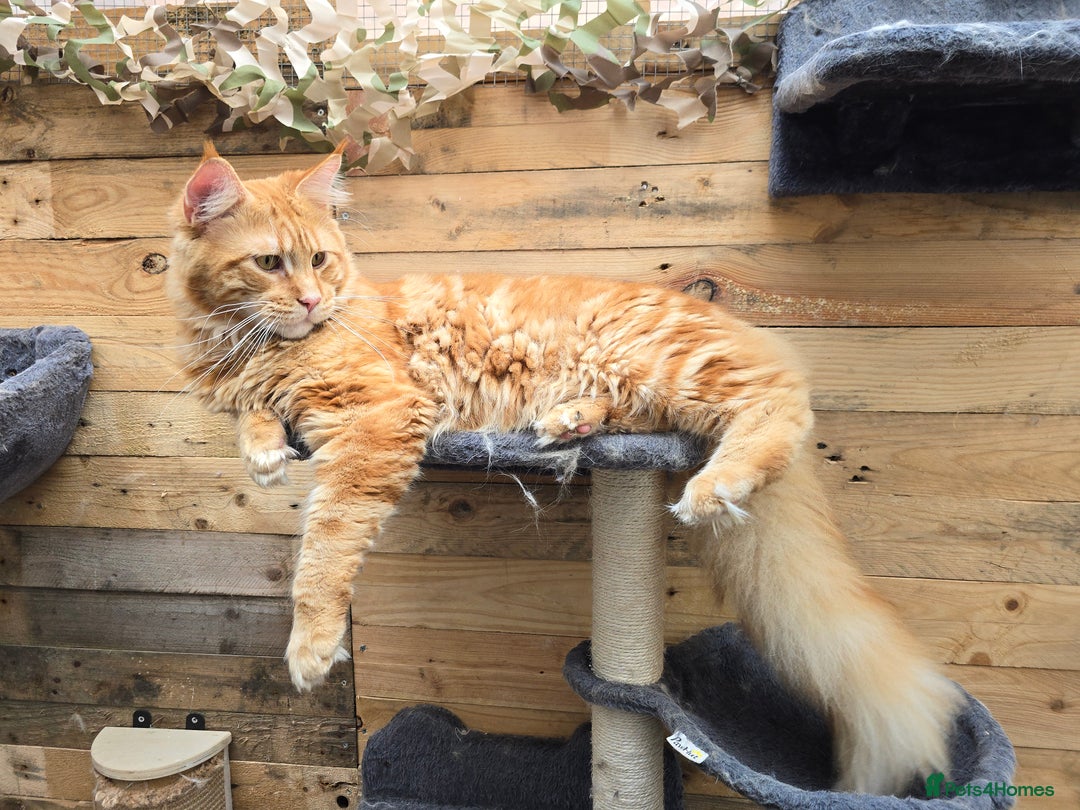 Maine Coon cats for stud: STUD ONLY  Maine Coon 9kg Russian Lines Proven - Image 18