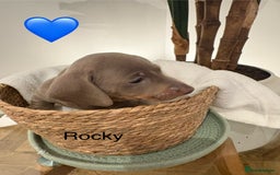 Miniature Dachshund dogs for sale: Miniature dachshund puppies  - Advert 15