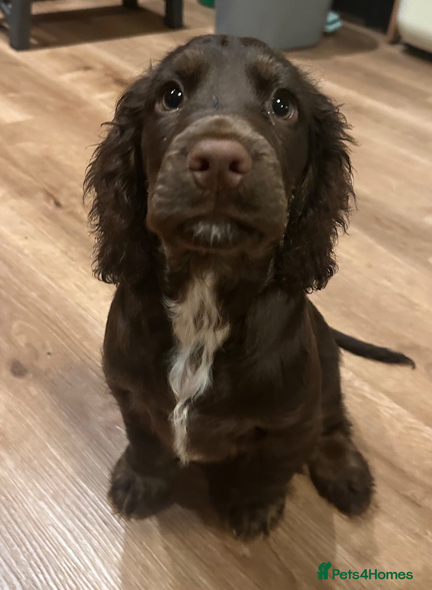 Cocker Spaniel dogs Last Beautiful Cocker Spaniel , Newton Aycliffe  - Advert 14