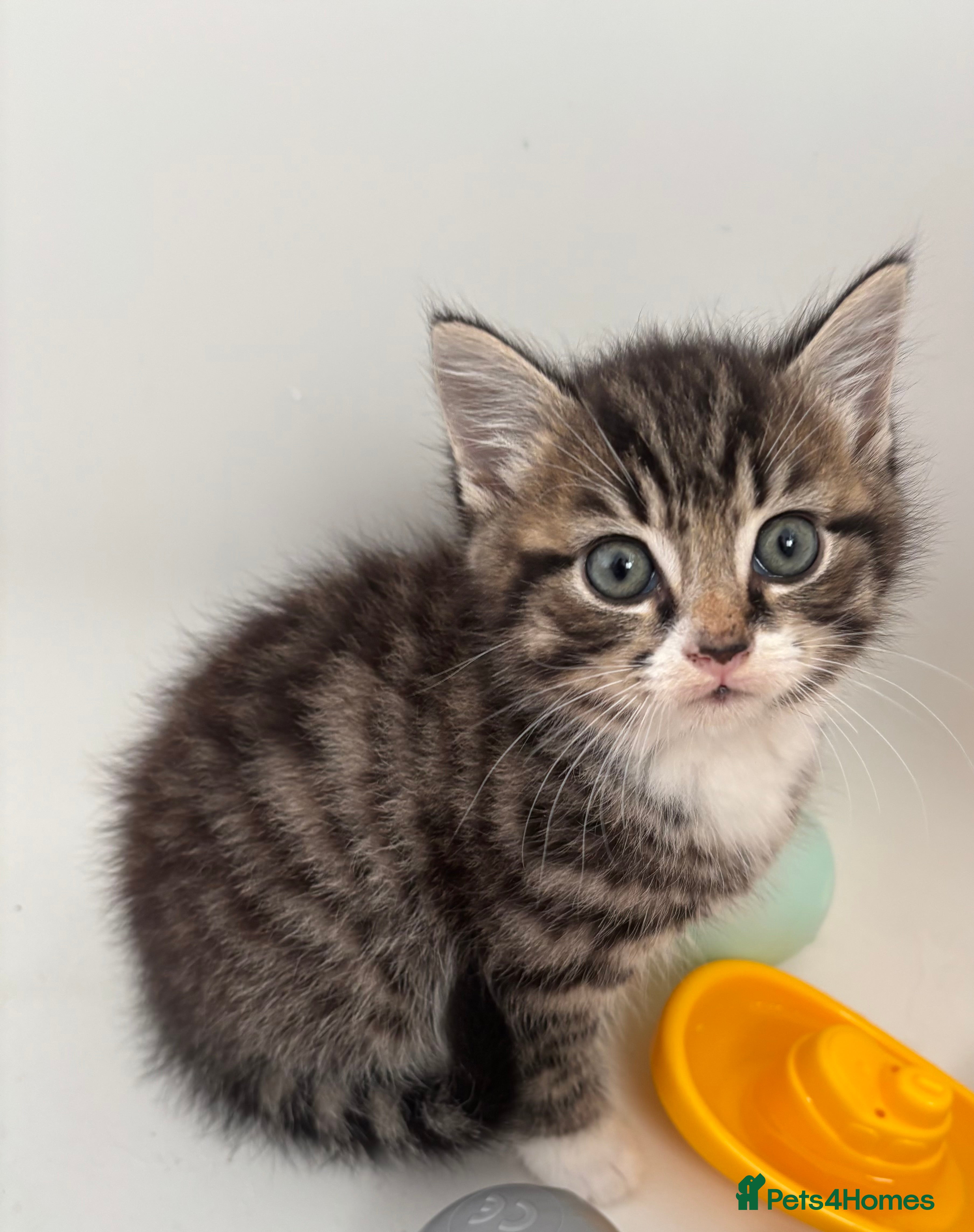 Mixed Breed cats Beautiful kittens  - Advert 3