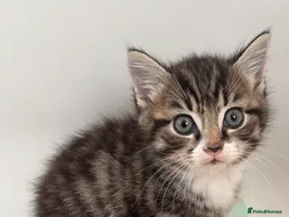 Mixed Breed cats Beautiful kittens - Advert 3