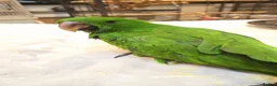 Parrots birds for sale: Baby cute tame eclectus in Greenford - Advert 3
