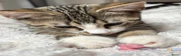 Mixed Breed cats for sale: Playful cute kittens looking for their home in Woodford Green - Advert 1