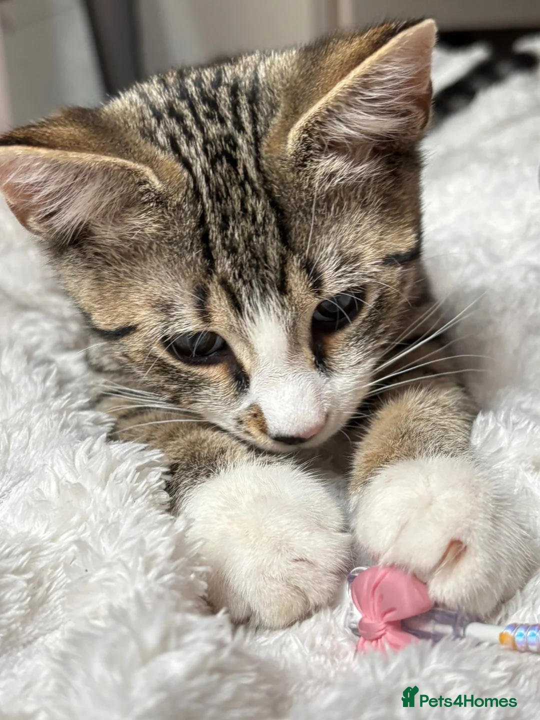 Mixed Breed cats for sale: Playful cute kittens looking for their home in Woodford Green - Advert 1
