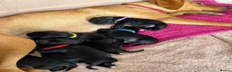 Cockerdor dogs for sale: 🐾 Gorgeous Cockerdor Puppies 🐾 - Advert 26