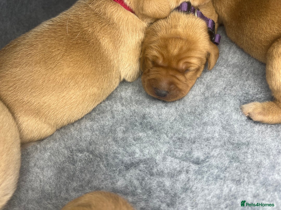 Labrador Retriever dogs for sale: Champion line KC reg dark Red Fox Yellow Labrador  - Advert 15