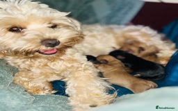 Jackapoo dogs for sale: Three jackapoo puppies - Image 7