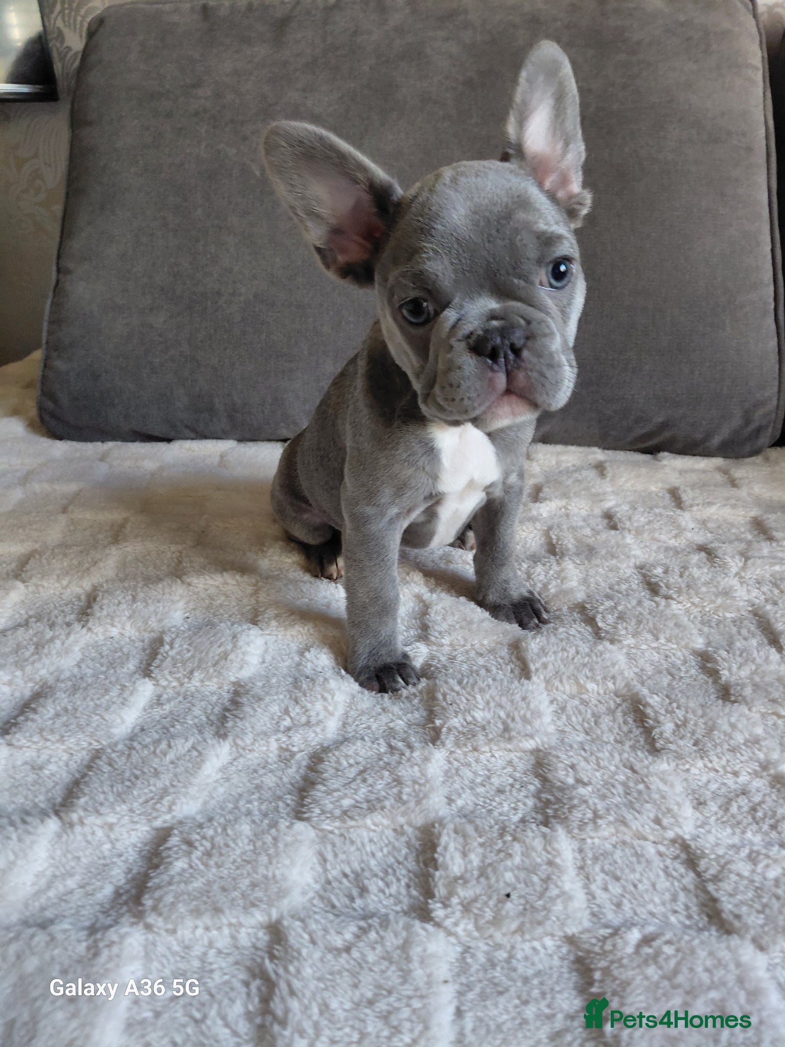 French Bulldog dogs French Bulldog Puppies - Advert 1