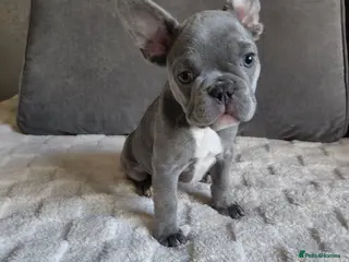 French Bulldog dogs French Bulldog Puppies - Advert 1