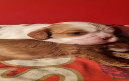 Cavalier King Charles Spaniel dogs for sale: Cavaliers King Charles spaniels - Image 13