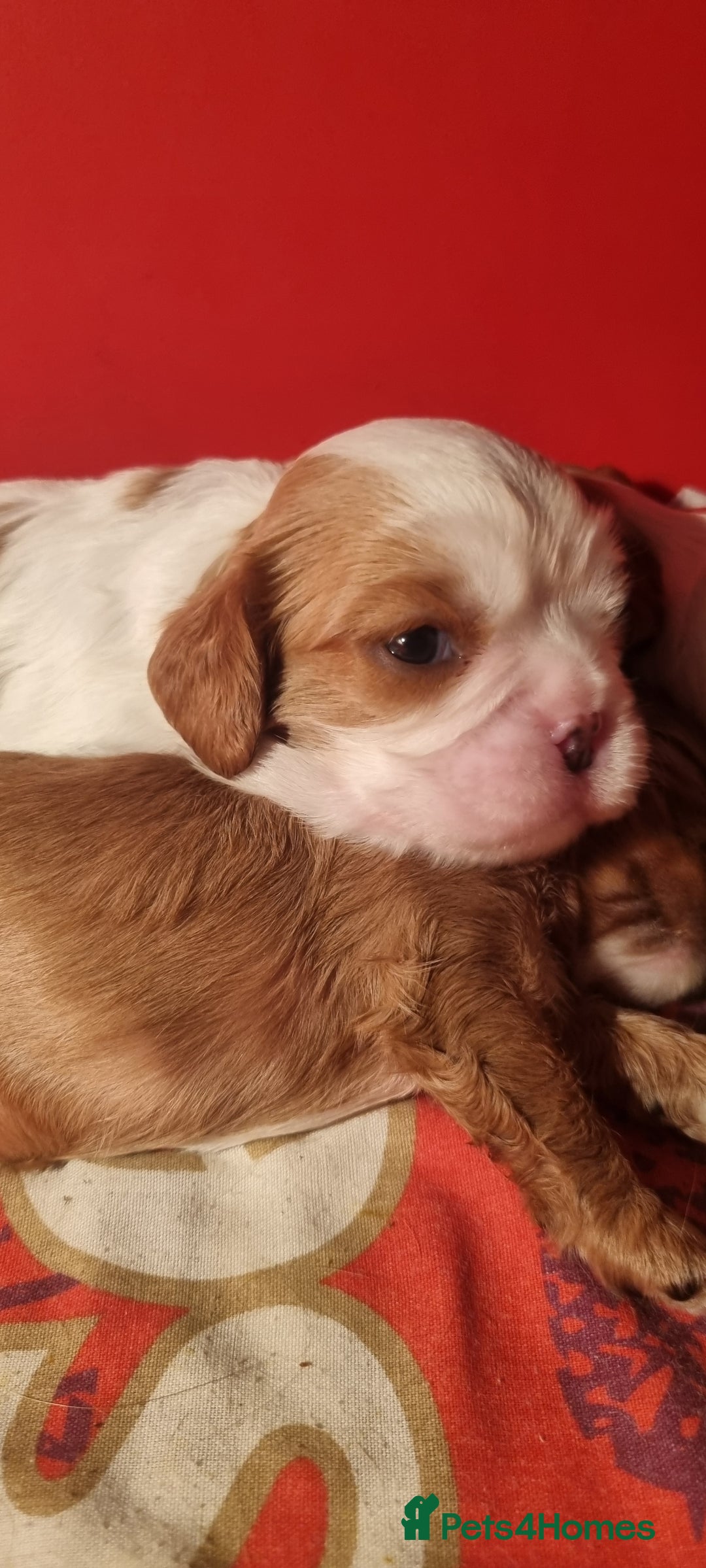 Cavalier King Charles Spaniel dogs for sale: Cavaliers King Charles spaniels - Image 13