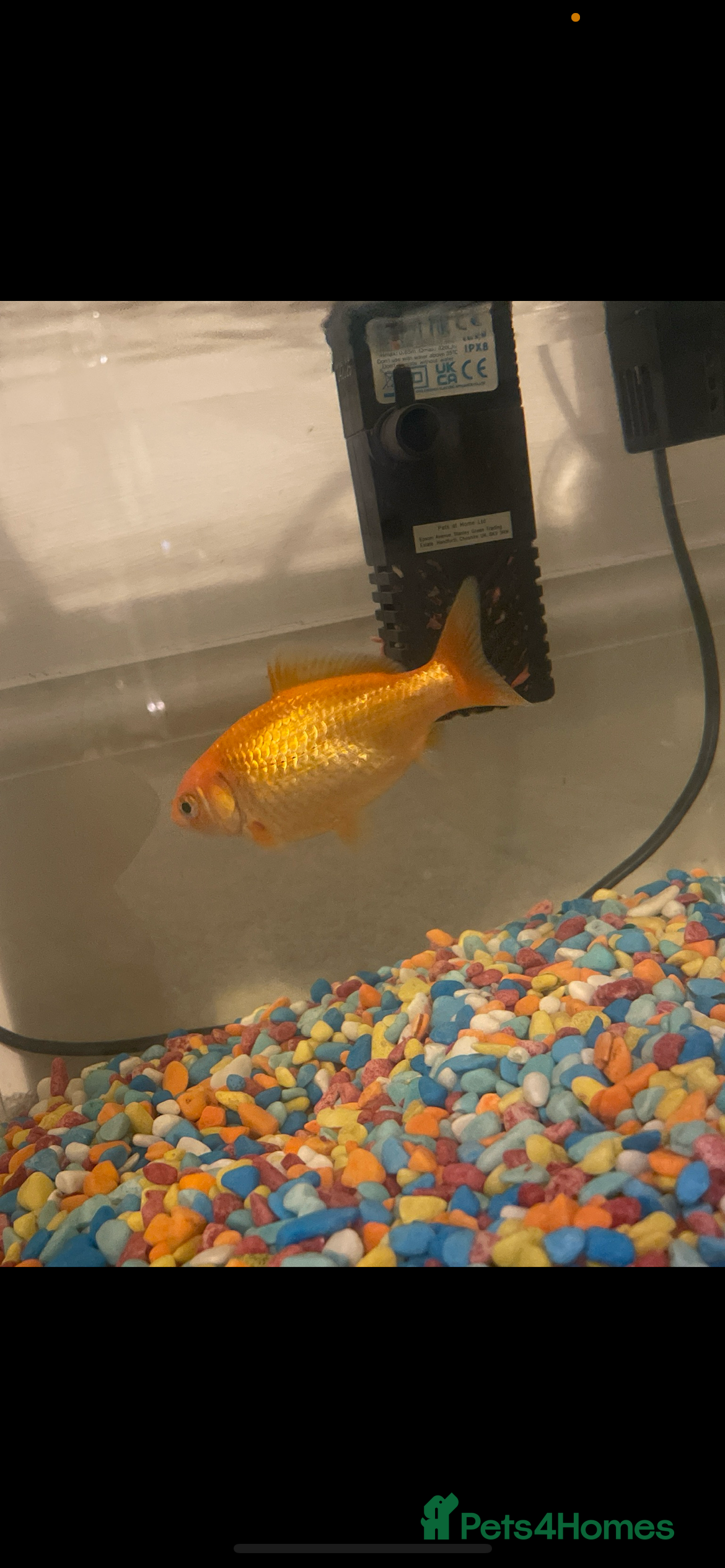 Goldfish fish Goldfish for good home - Advert 1