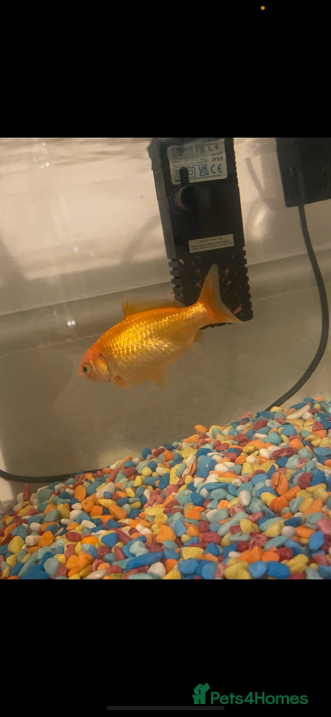 Goldfish fish for sale: Goldfish for good home - Advert 1