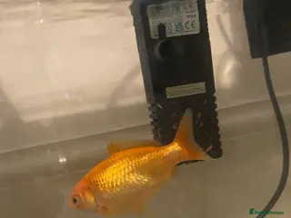 Goldfish fish Goldfish for good home - Advert 1