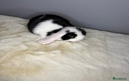 Mini Lop rabbits for sale: Mini lop - Image 7
