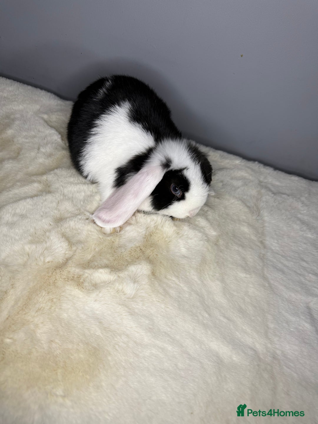 Mini Lop rabbits for sale: Mini lop - Image 7